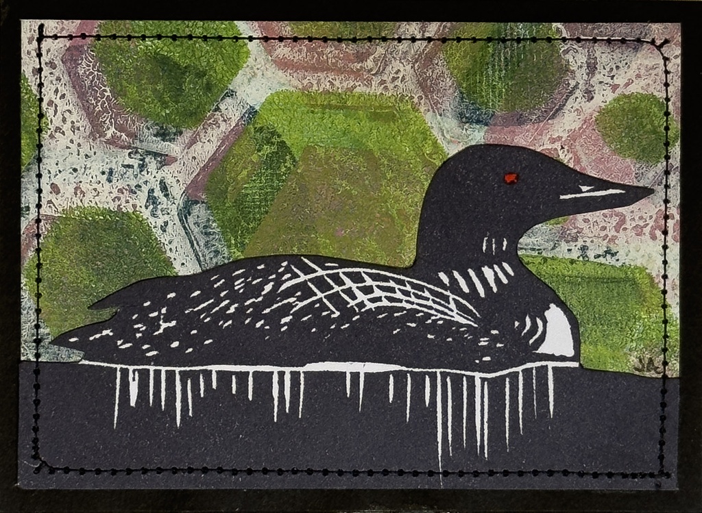 Common Loon Spring SM